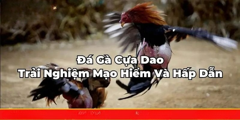 Các thông tin giới thiệu sơ lược về đá gà cựa dao