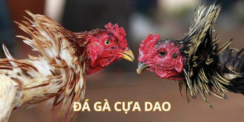 Bước đầu trong luật chơi đá gà cựa dao