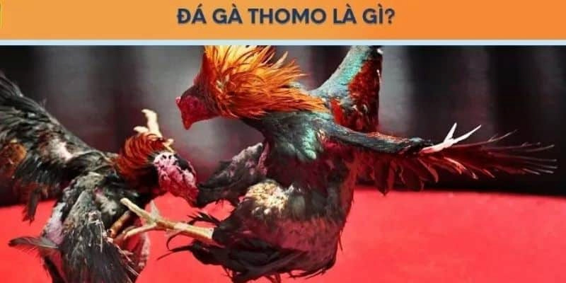 Giới thiệu trường đá gà Thomo đến bạn đọc