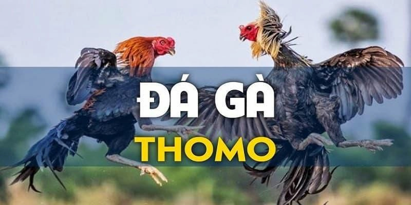 Đá Gà Thomo - Đấu Trường Nổi Tiếng Cá Cược Online Cực Chất